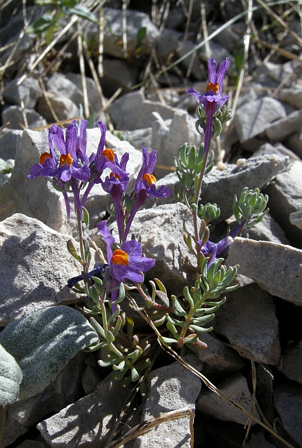 Linaria alpina